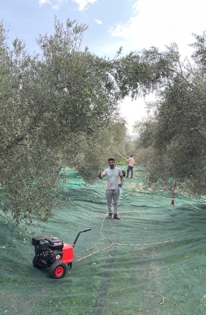 Olijfplukker op Kreta