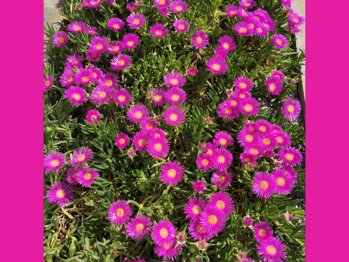 Bloemenpracht, Villa Ithaka op Kreta, het ideale vakantiethuis!