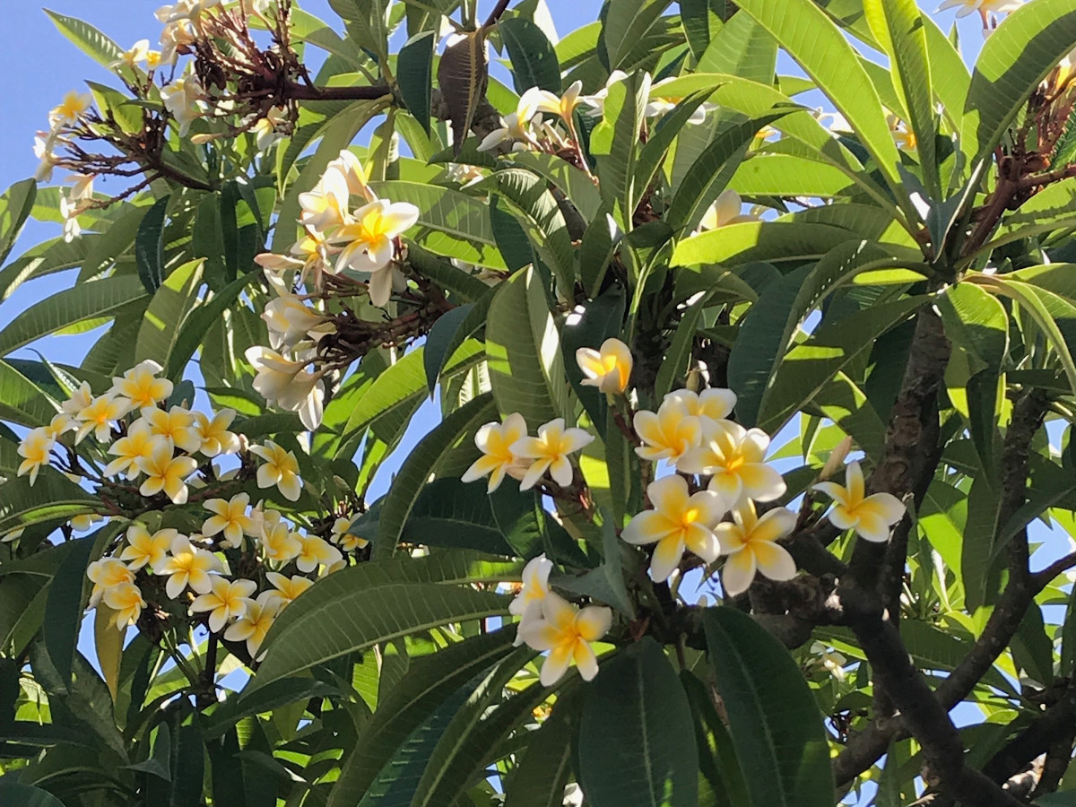 Bloemenpracht, Villa Ithaka op Kreta, het ideale vakantiethuis!