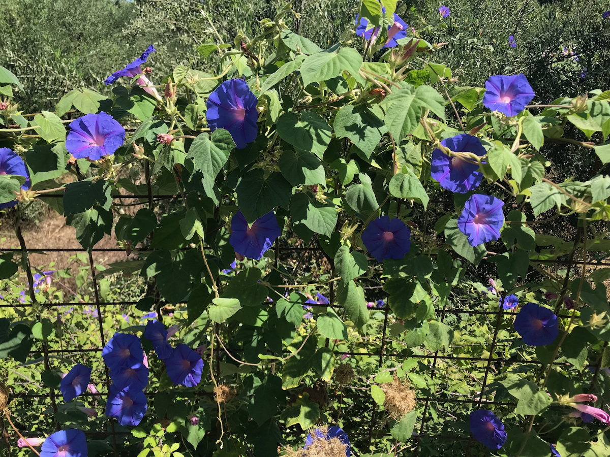 Bloemenpracht, het ideale vakantiethuis!