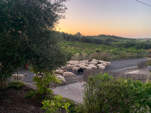 De schaapjes lopen in de namiddag weer langs Villa Ithaka naar huis.